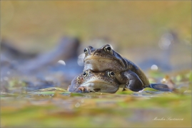 <p>SKOKAN HNĚDÝ ( (Rana temporaria) ---- /Common frofg - Grasfrosch/</p>